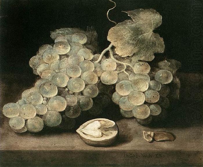 Grape with Walnut, Jacob van Es